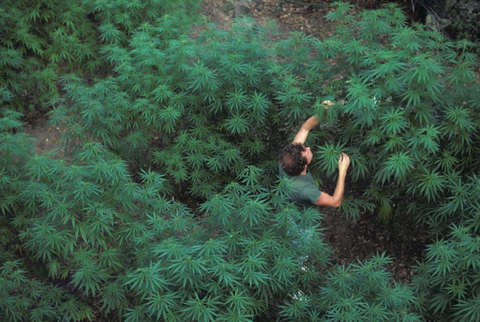 Skunk - Wie ein Strain die Welt eroberte